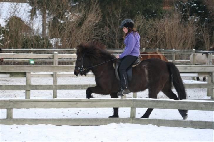 Islænder Josefina frá Vakurstödum  - tölt ufufuf <3 tak for alle billederne Laura Hannover! billede 11