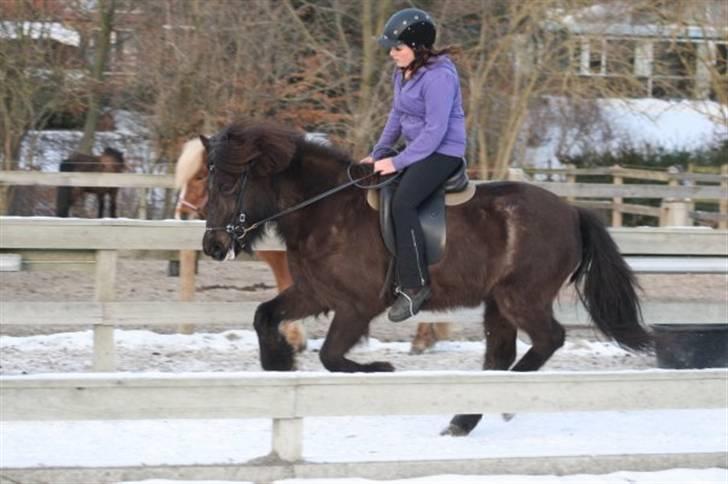 Islænder Josefina frá Vakurstödum  - galop orhh elsker den tak Laura Hannover<3 billede 12