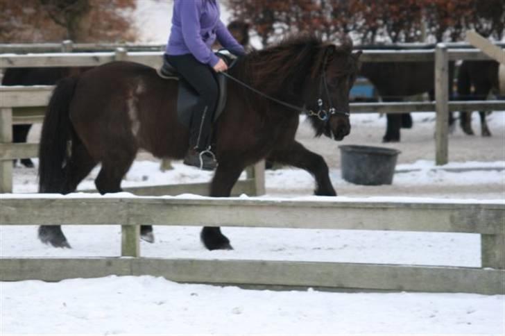 Islænder Josefina frá Vakurstödum  - trav :O<3 tak Laura Hannover! billede 13