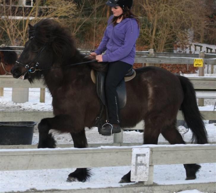 Islænder Josefina frá Vakurstödum  - Tölt ufufuf <3 tak for alle billederne Laura Hannover! billede 14