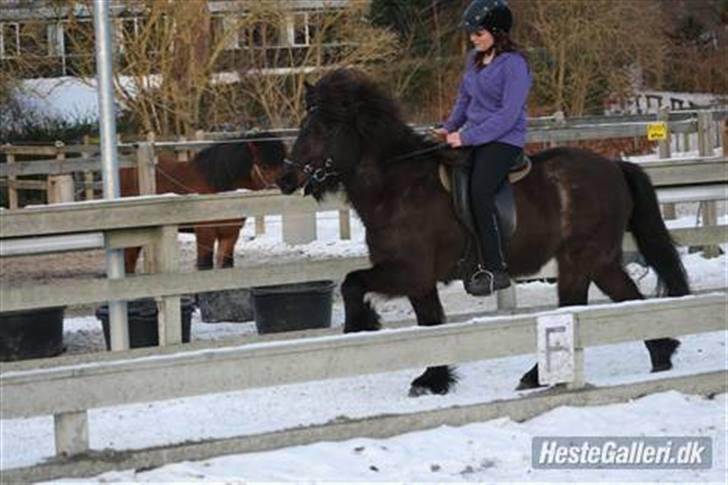 Islænder Josefina frá Vakurstödum  - tölt ufufuf <3 tak for alle billederne Laura Hannover! billede 15
