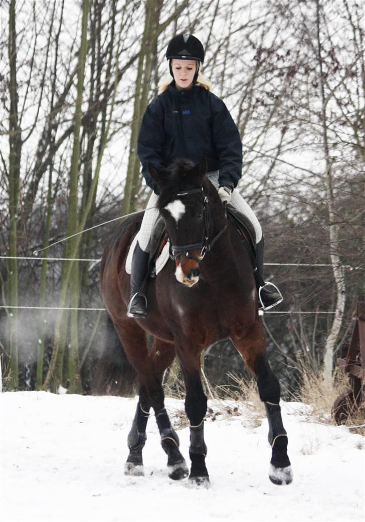 Dansk Varmblod | Rolando | billede 14