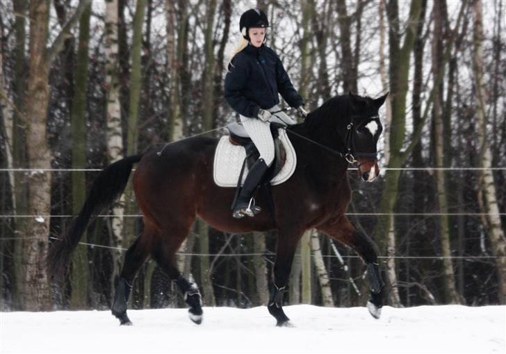 Dansk Varmblod | Rolando | billede 15