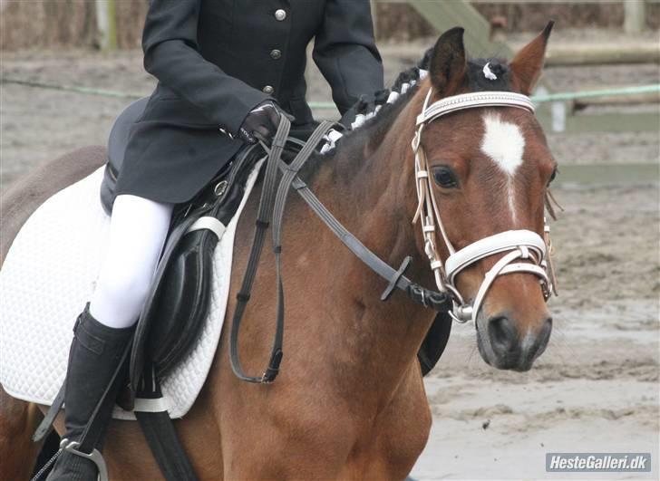 Anden særlig race Spotlight  - Mig og spotlight rider til vores første stævne:-) 2. plads billede 5