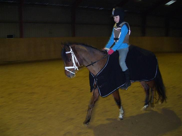 Anden særlig race Spotlight  - Øver lige lidt dressur billede 8