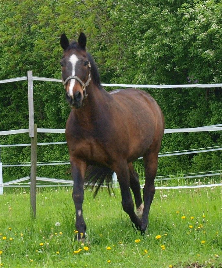 Dansk Varmblod Shetan - Sidste sommer hos os <3 billede 2