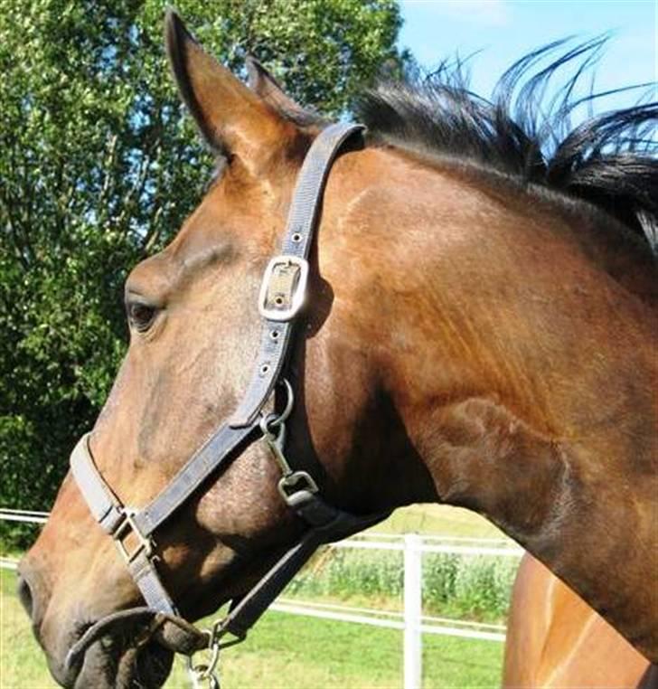 Dansk Varmblod Shetan billede 3