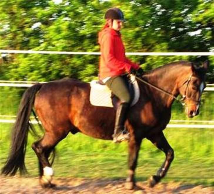 Dansk Varmblod Shetan billede 4