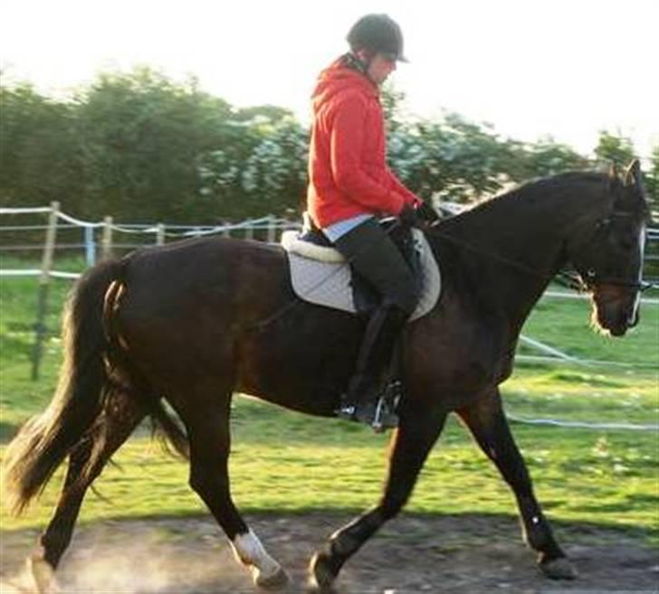 Dansk Varmblod Shetan billede 5