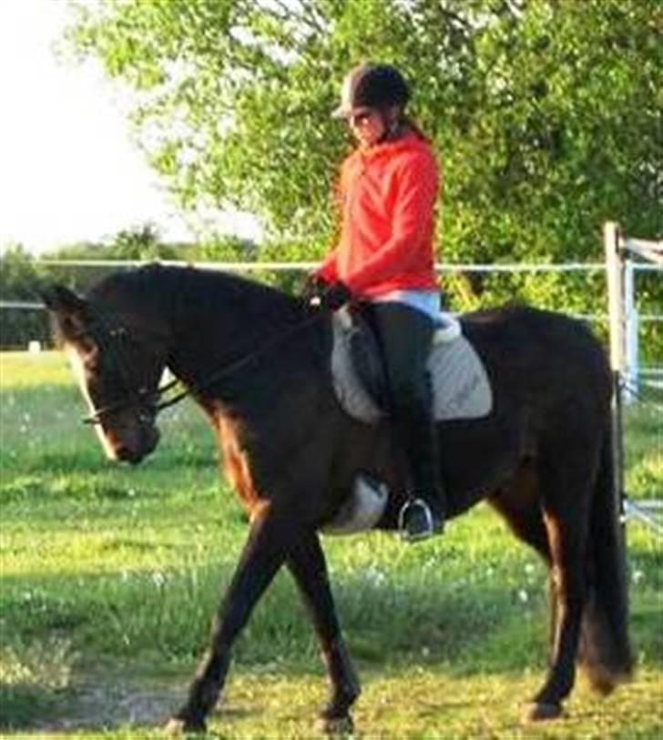 Dansk Varmblod Shetan billede 6