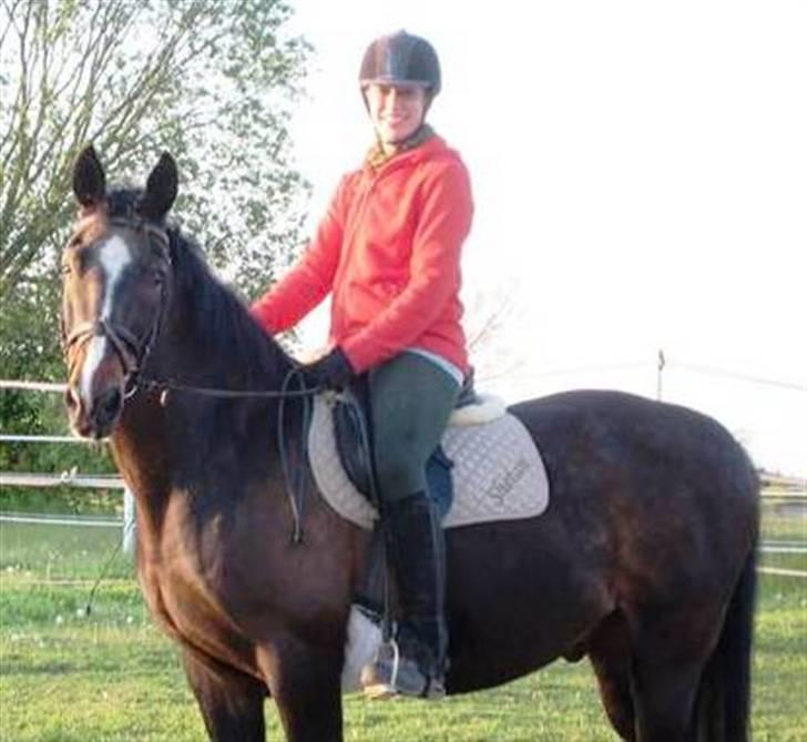 Dansk Varmblod Shetan billede 7