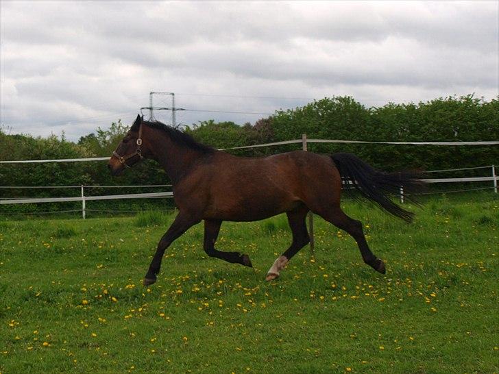 Dansk Varmblod Shetan - Sidste sommer hos os 2010 billede 8
