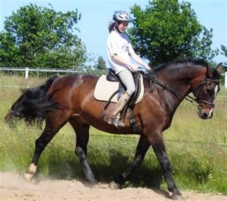 Dansk Varmblod Shetan billede 9