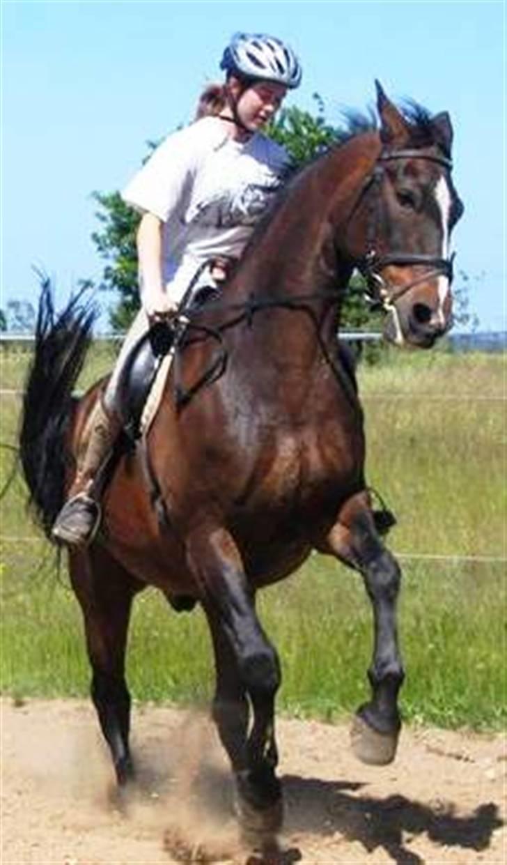 Dansk Varmblod Shetan billede 10