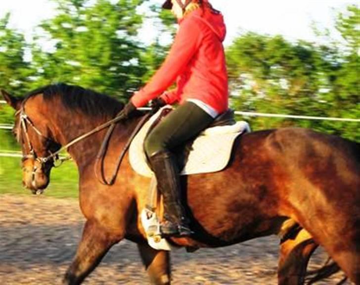 Dansk Varmblod Shetan billede 11