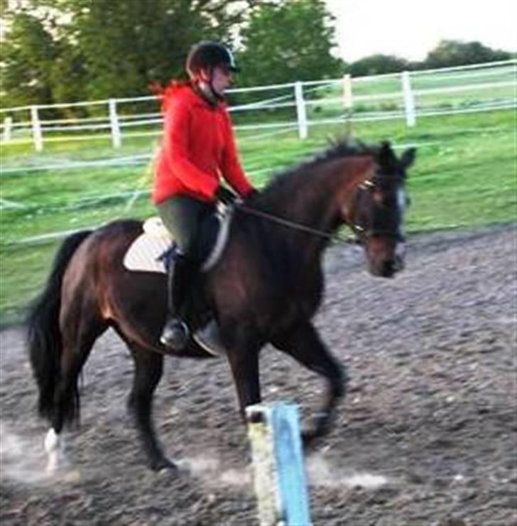 Dansk Varmblod Shetan billede 12