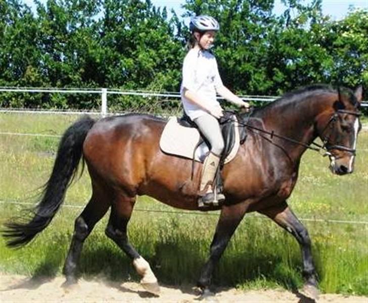 Dansk Varmblod Shetan billede 13