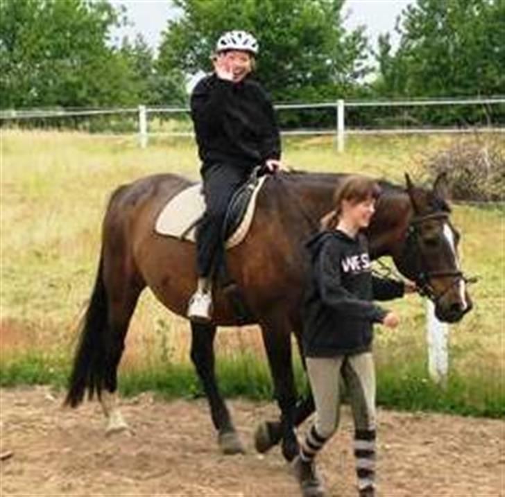 Dansk Varmblod Shetan billede 14