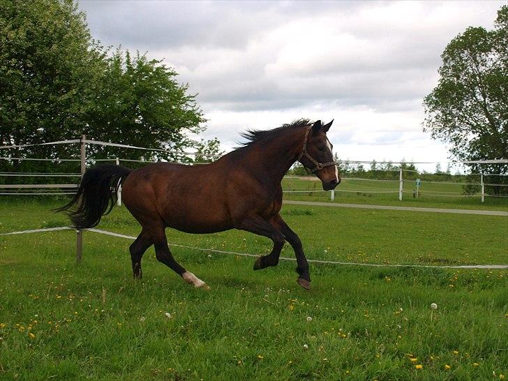 Dansk Varmblod Shetan - Den smukke hest i galop <3 - Sidste sommer hos os - 2010 billede 15