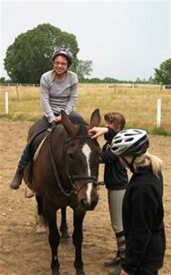 Dansk Varmblod Shetan billede 16