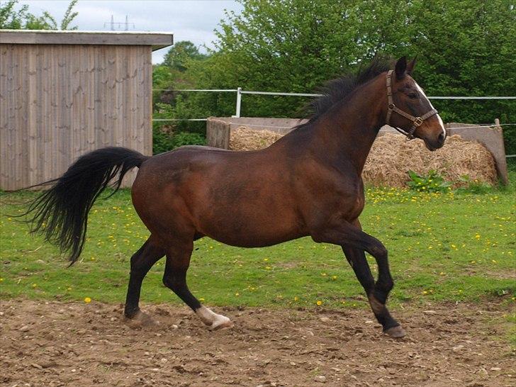 Dansk Varmblod Shetan - Shetan - Den sidste sommer hos os - 2010 <3 billede 17