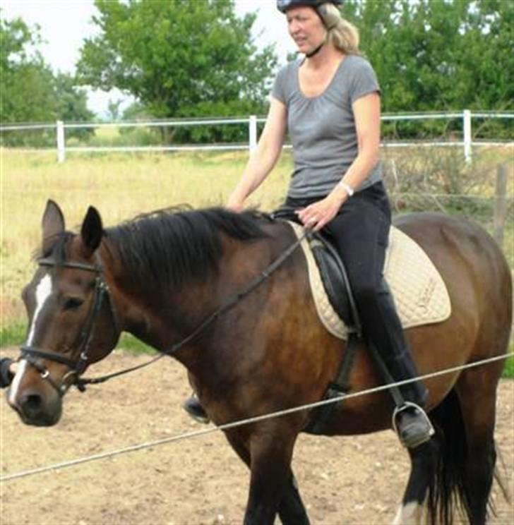 Dansk Varmblod Shetan billede 18