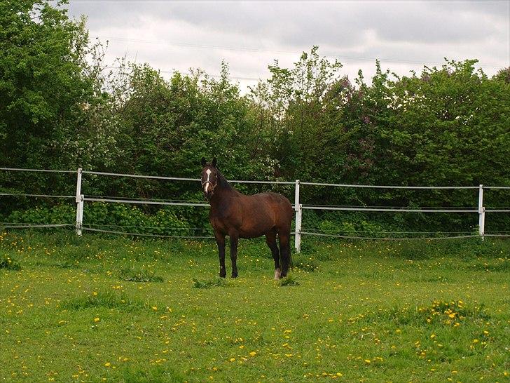 Dansk Varmblod Shetan - Shetan, tak for nogle gode år ! <3 Jeg savner dig ;-* billede 19