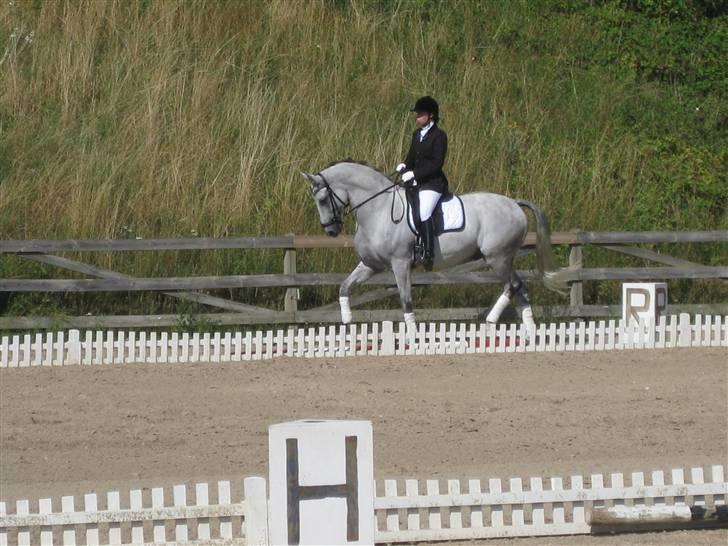 Hollandsk Varmblod Uno C billede 11