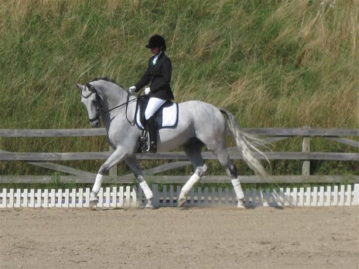 Hollandsk Varmblod Uno C billede 13