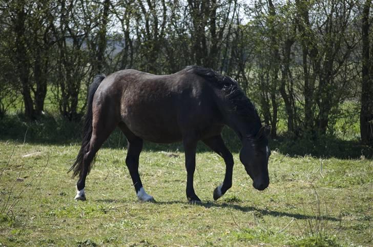 Welsh Pony af Cob-type (sec C) Zemtao-Hougård Solgt billede 19