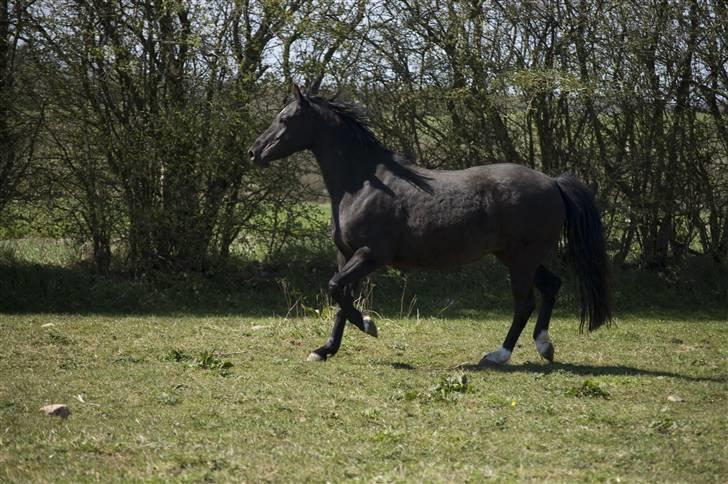 Welsh Pony af Cob-type (sec C) Zemtao-Hougård Solgt billede 20