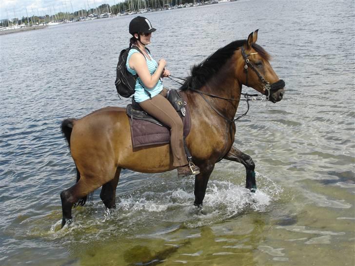 Hannoveraner Herkules " RIP 4/10-10" billede 2