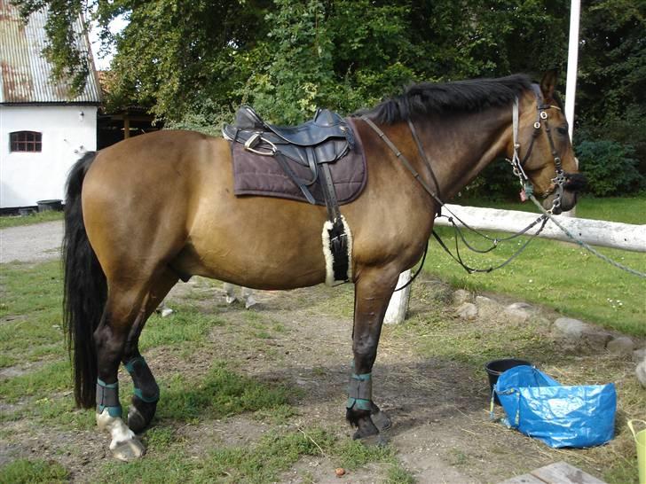 Hannoveraner Herkules " RIP 4/10-10" billede 3