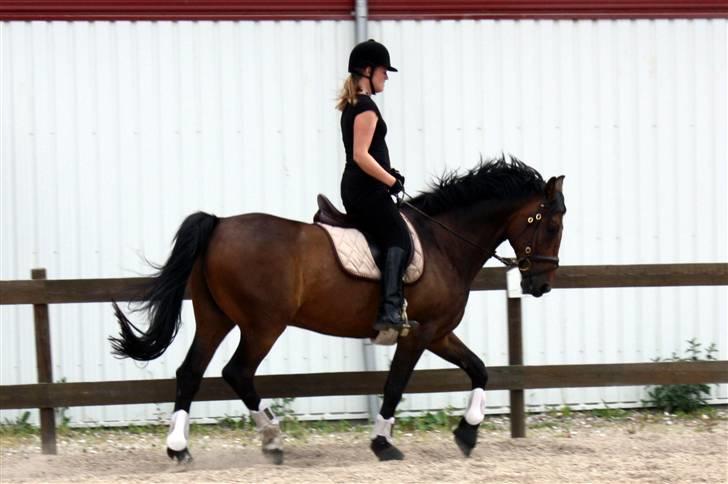 Hannoveraner Herkules " RIP 4/10-10" billede 4