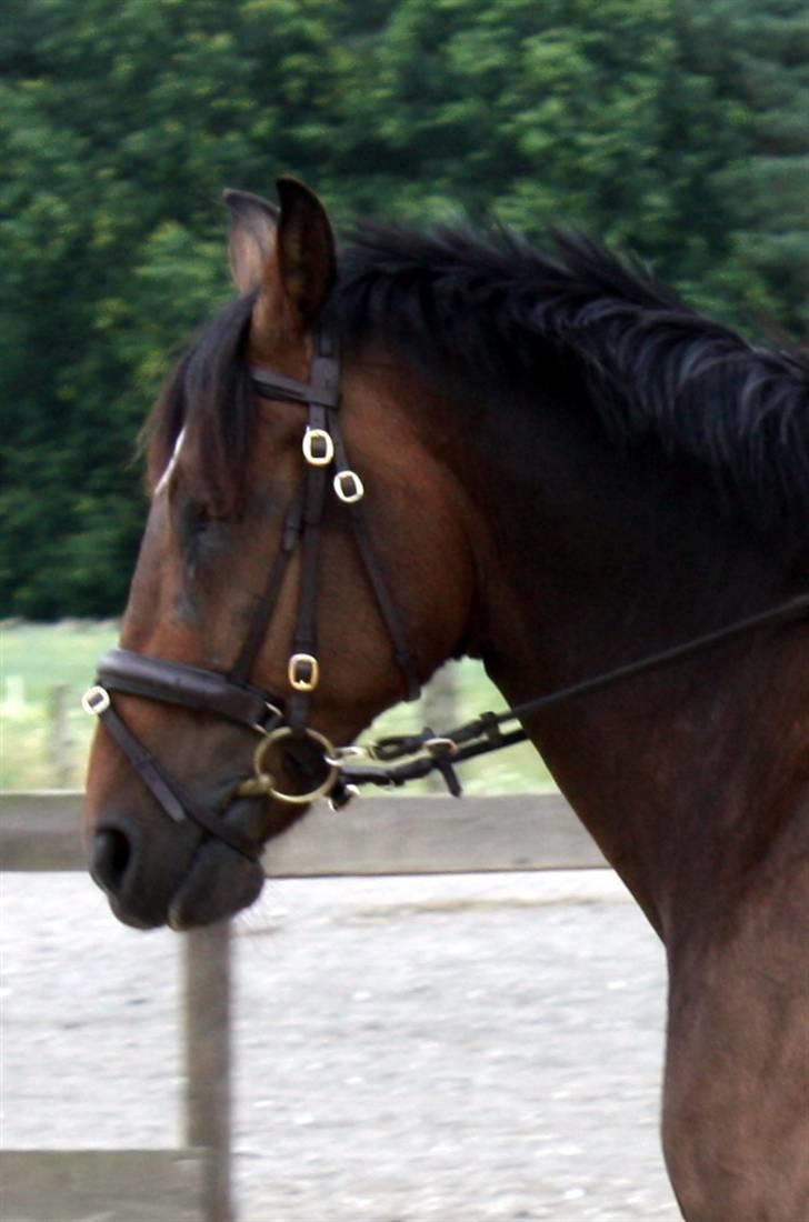 Hannoveraner Herkules " RIP 4/10-10" billede 5