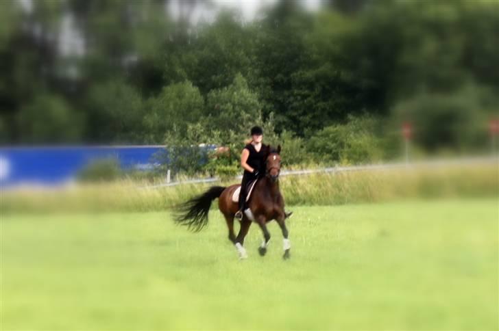 Hannoveraner Herkules " RIP 4/10-10" billede 7