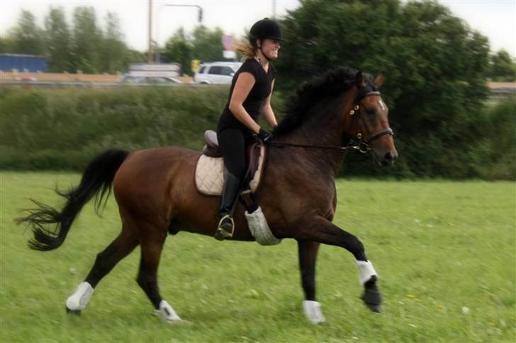 Hannoveraner Herkules " RIP 4/10-10" billede 8