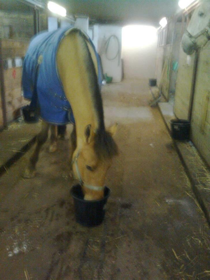 Anden særlig race Sonny - Sonny får en spand vand inden han kommer ind i en nystrøet boks. Foto: Mig (Ejer). billede 16