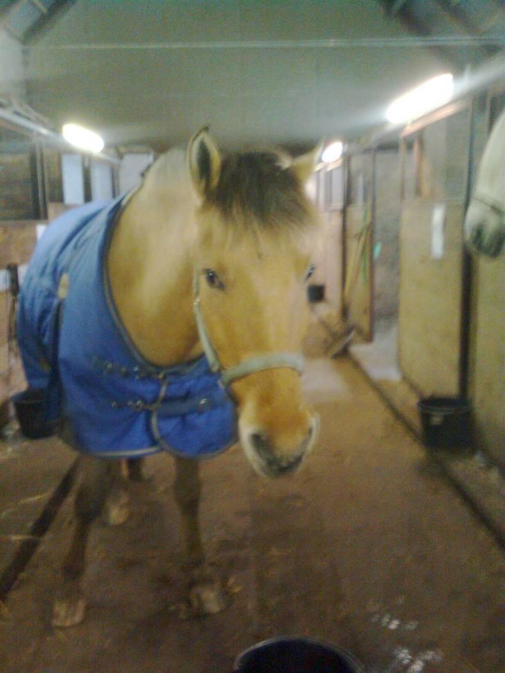 Anden særlig race Sonny - Må jeg komme ind i min boks nu? Fotograf: Helene (Ejer). billede 17