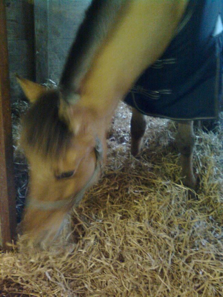 Anden særlig race Sonny - Sonny spiser halm. billede 18