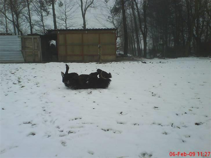 Anden særlig race staldTORs BOB R.I.P. billede 15