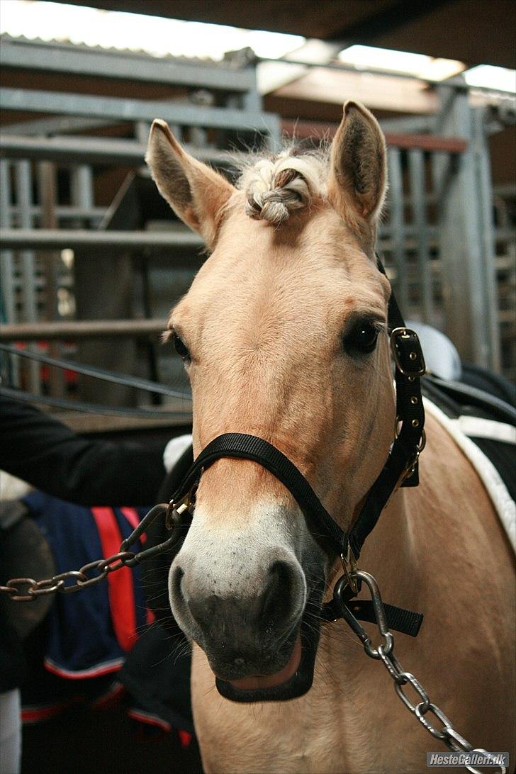 Fjordhest Hovgårdens Scarlett - NYT!!! foto: Cecillie Zavareh billede 2