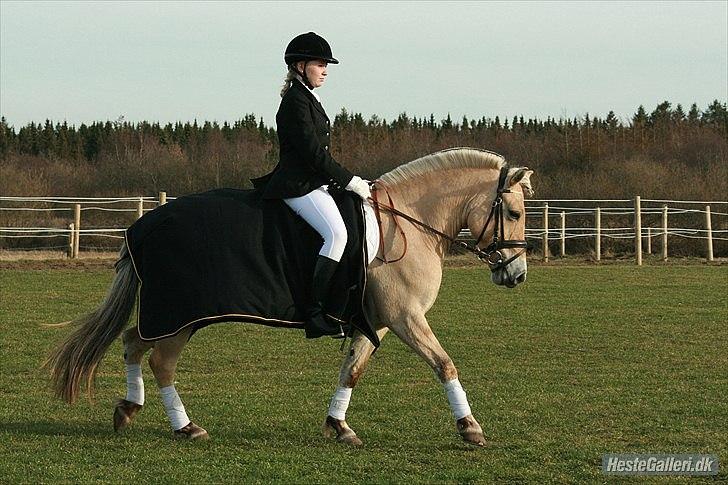 Fjordhest Hovgårdens Scarlett - NYT!!! foto: Cecillie Zavareh billede 3