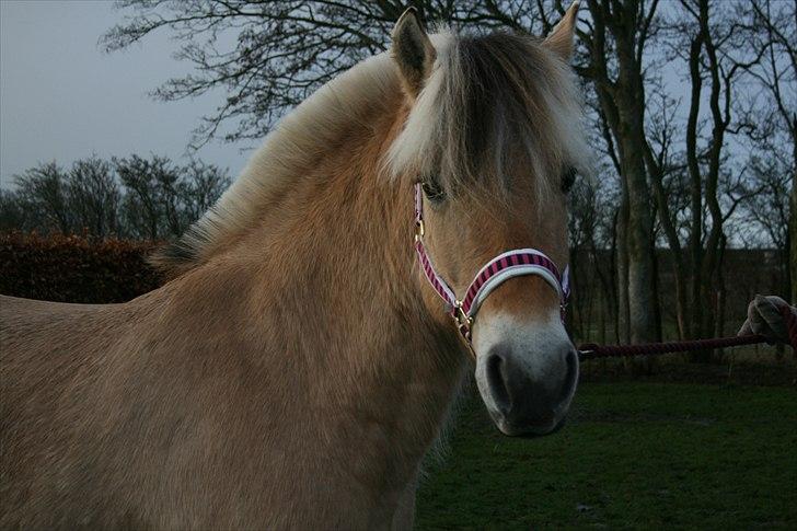 Fjordhest Hovgårdens Scarlett - foto: Cecillie Zavareh billede 6