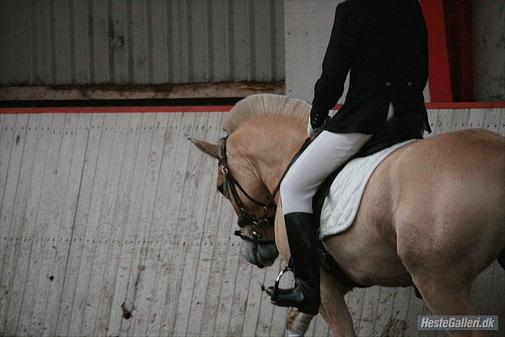 Fjordhest Hovgårdens Scarlett - NYT!!! foto: Cecillie Zavareh billede 7