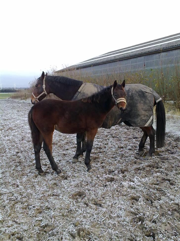 Oldenborg Hasselhøjs louie - Louie og mor december 09 billede 18