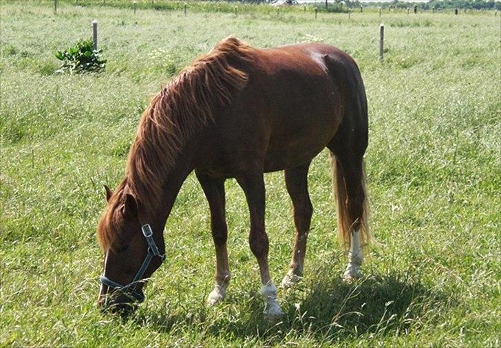 New Forest Odbjergs Easter Fun billede 13