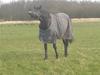 Trakehner R.I.P Lacroix [Himmelhest]