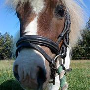 Anden særlig race Victor 