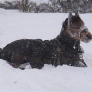 Welsh Pony (sec B) Jasmin<b-pony.